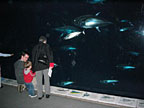 Looking at the sharks
