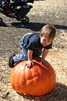 Picking out pumpkins for Halloween