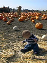 One more pumpkin